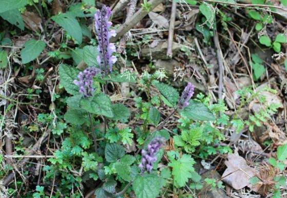 ��֦���Ĺ�Ч������ ��֦���ĸ�����