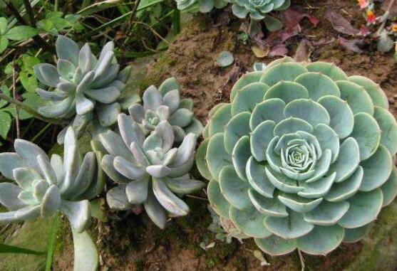 ʯ�����Ĺ�Ч�����ü�����