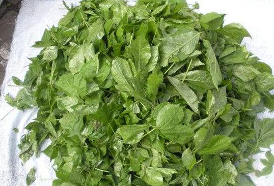 ���ʴ����Ҷ�Ĺ�Ч������