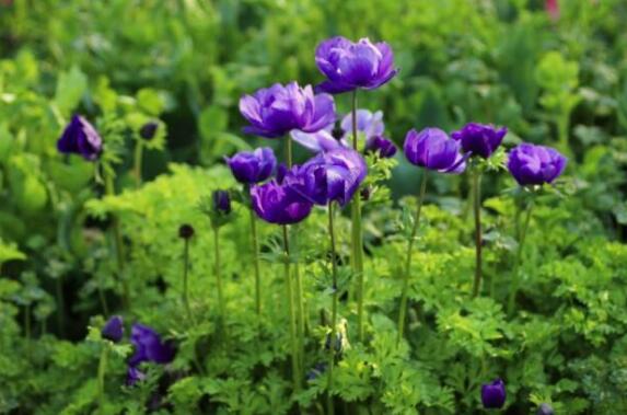 �������Ĺ�Ч�����ü�ҩ�ü�ֵ