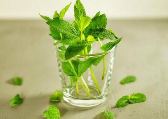 薄荷叶泡水的功效与作用及禁忌 蔬菜知识 做法 功效与作用 营养价值www Asqxzs Com