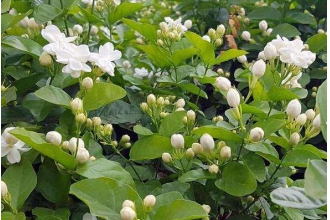 ���򻨵Ĺ�Ч�����ü�����