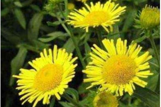 ��������ҩ�ü�ֵ�븱����