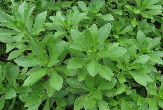 ������Ҷ�ӵĹ�Ч������