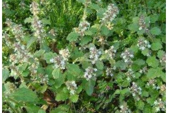 ɢѪ����ʲô��Ч������