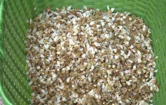 枇杷花 枇杷花的功效与作用 枇杷花的药用价值 枇杷花怎么吃 果蔬百科全说www Asqxzs Com