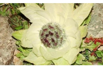 ѩ�������͵Ĺ�Ч������