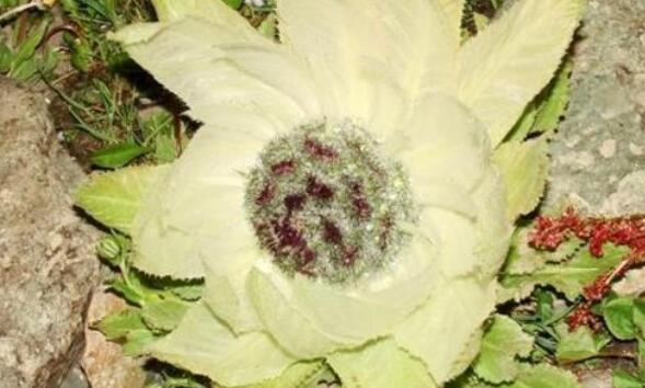 ѩ�������͵Ĺ�Ч������