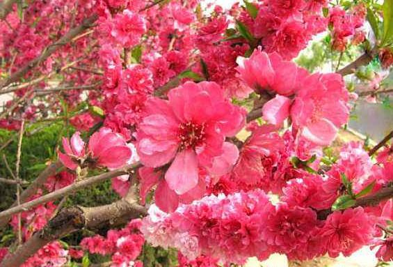 �Һ컨�ݾƵĹ�Ч������