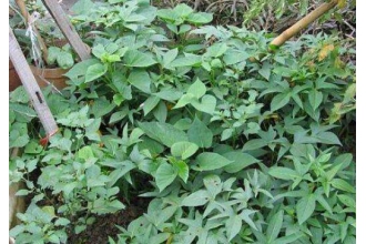 �����ٸ��ݲ�Ĺ�Ч������