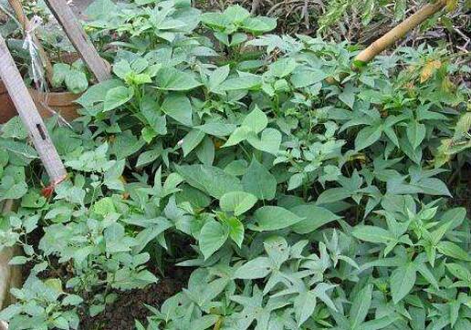 �����ٸ��ݲ�Ĺ�Ч������