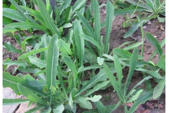 ɱ����ϸ����ݵ�Ұ��