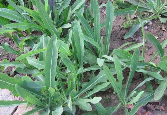 ɱ����ϸ����ݵ�Ұ��