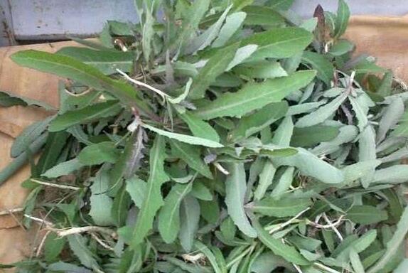 杀死癌细胞最狠的野菜