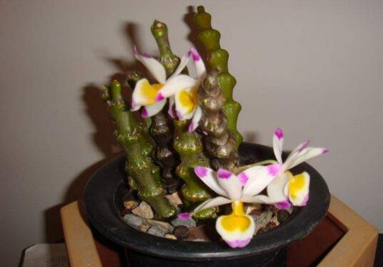 �׽�ʯ���Ĺ�Ч������ �׽�ʯ���ĳԷ�