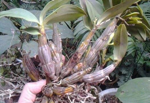 �ṣʯ������ֲ����