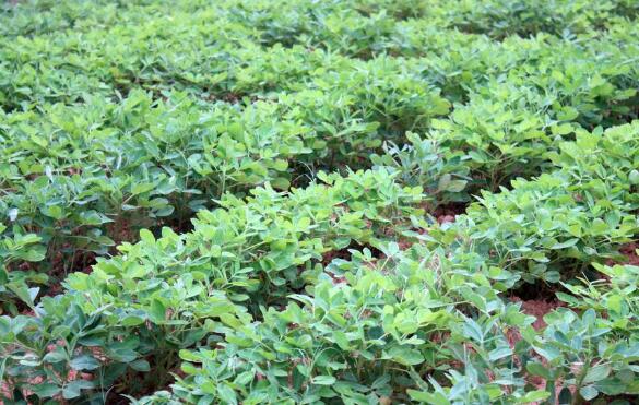 �ɻ�����Ĺ�Ч������