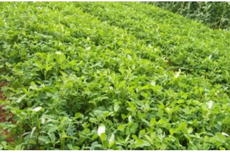 ��������Ĺ�Ч������