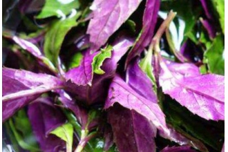 �ϱ��˵Ĺ�Ч������ �ϱ���ʲô�˲��ܳ�