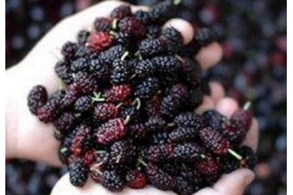 ʳ�Ʋ�����ʲôʳ�����