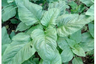 Ұ�����Ĳ˵Ĺ�Ч������