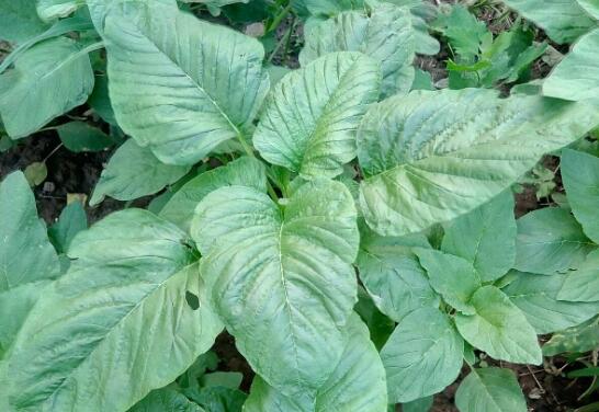 Ұ�����Ĳ˵Ĺ�Ч������