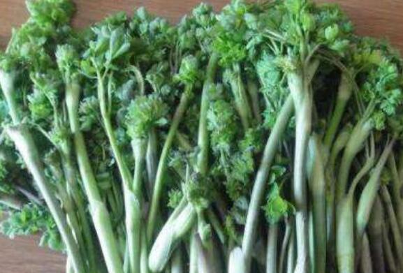 ��צ��Ұ�˵Ĺ�Ч������