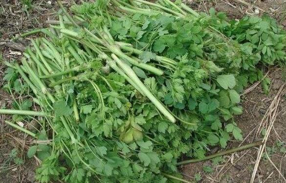 五爪子野菜的功效与作用