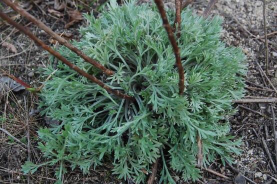 Ұ����������ʲô��Ч