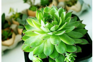 �ı����Ķ������� �����ı������а�