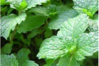 ���㻨�˵Ľ��� �㻨�˲�������Ⱥ