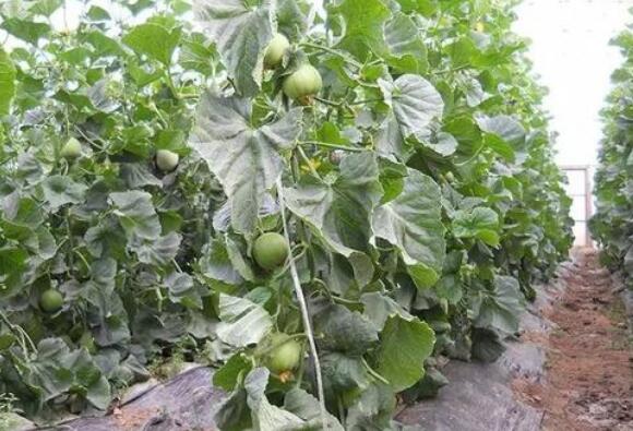 �̱�ʯ�������ֲ �̱�ʯ�ϵ���ֲ����