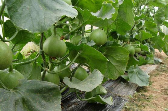 �̱�ʯ�������ֲ �̱�ʯ�ϵ���ֲ����