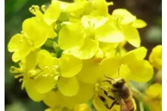 �滨���Ͳ˻������� �Ͳ˻��Ĺ�Ч������