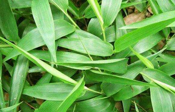 ��Ҷ��ô�Ƴɸɲ�