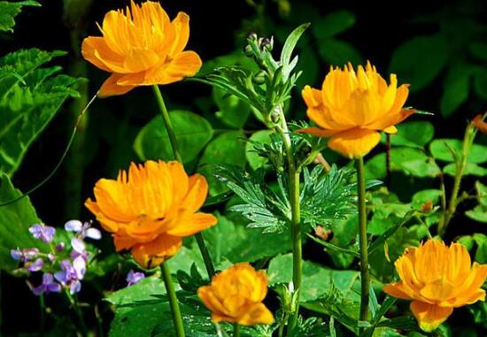 �������Ĺ�Ч������ �������Ľ���