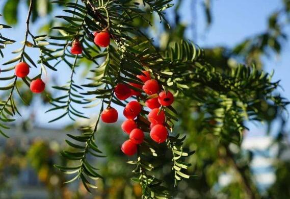 �춹ɼ��ô�Ժ� �춹ɼ����ȷʳ�÷���