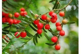 �춹ɼ��Ҷ��ʲô�����빦Ч