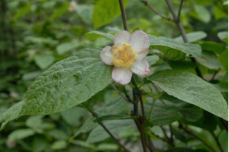 ɽ��÷Ҷ�Ĺ�Ч�����