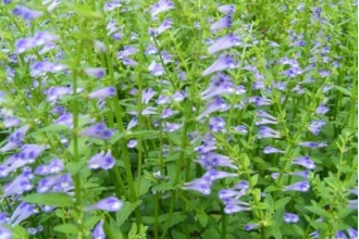 ��֦���Ĺ�Ч������ ��֦���Ľ���