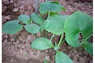 ����«�����Ϲ�������� �Ϲ���Ĺ�Ч������