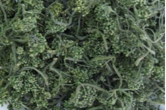 人参花的功效和副作用 中药知识 做法 功效与作用 营养价值www Asqxzs Com