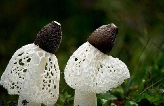 ������Ĺ�Ч������ ��������ĺô�