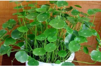 ��Ǯ�ݵĹ�Ч�����ü�������