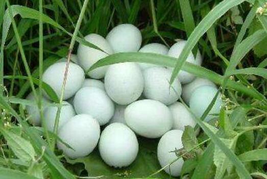 �ڼ�����Ů�Եĺô� �ڼ������ʺ�ʲô�˳�