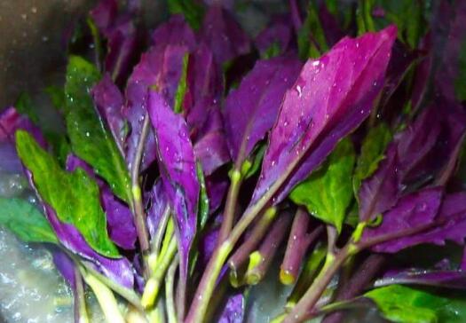 ��ɫ��Ұ������Щ