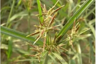 �㸽�ӵĹ�Ч�����ü�����