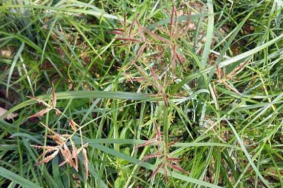 �㸽�Ӻ�����ݵ����� �㸽�ӵĹ�Ч