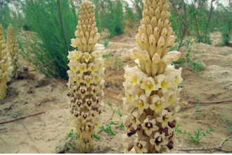 ɳ���غ������ص����� ɳ���صĳԷ�