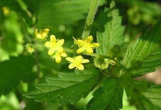 马蹄金的功效与作用及禁忌马蹄金的药用选方 致富热